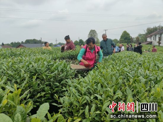 茶农忙采摘现场。蒋雪梅 摄 茶农忙采摘现场。蒋雪梅 摄