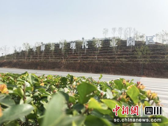 翠屏区茶叶现代农业园区。蒋雪梅 摄 翠屏区茶叶现代农业园区。蒋雪梅 摄