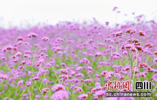 马鞭草花海盛放。贡井融媒 供图 马鞭草花海盛放。贡井融媒 供图
