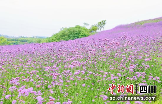 马鞭草花海盛放。贡井融媒 供图 马鞭草花海盛放。贡井融媒 供图