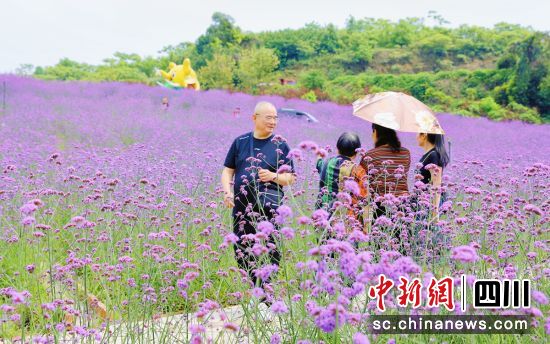 游客穿行于花海。贡井融媒 供图 游客穿行于花海。贡井融媒 供图