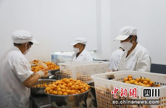 工人对枇杷进行处理。韩沁 摄 工人对枇杷进行处理。韩沁 摄