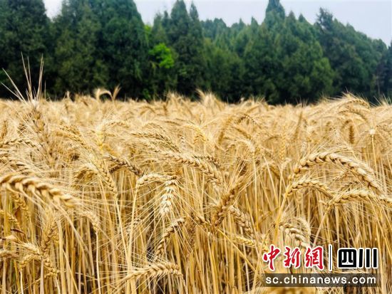 小麦丰收。 旌阳区融媒体中心供图 小麦丰收。 旌阳区融媒体中心供图