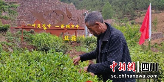 正在采茶。米赢 摄 正在采茶。米赢 摄