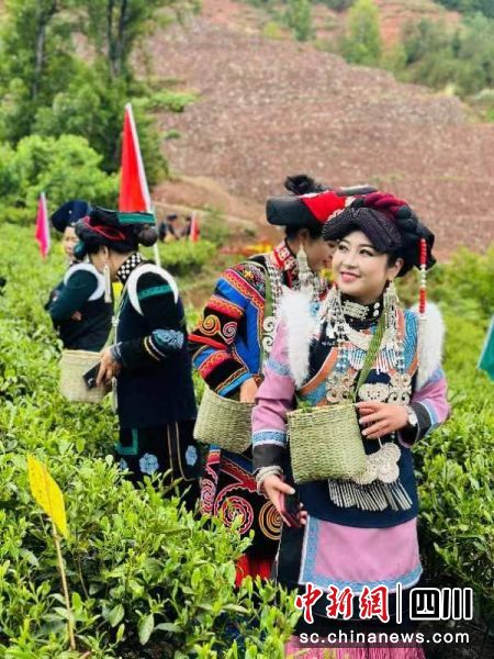 采茶体验活动现场。米赢 摄 采茶体验活动现场。米赢 摄