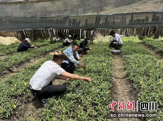 忙碌的贝母种植基地。松潘县委宣传部供图 忙碌的贝母种植基地。松潘县委宣传部供图