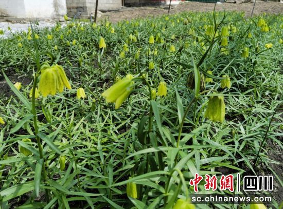 长势良好的贝母。松潘县委宣传部供图 长势良好的贝母。松潘县委宣传部供图