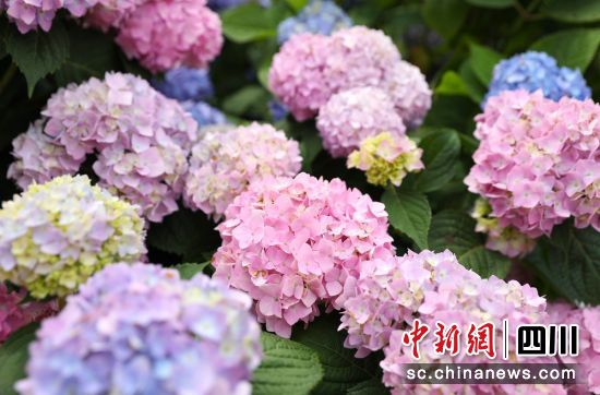 绣球花盛开。贡井融媒 供图 绣球花盛开。贡井融媒 供图