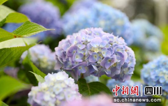绣球花盛开。贡井融媒 供图 绣球花盛开。贡井融媒 供图
