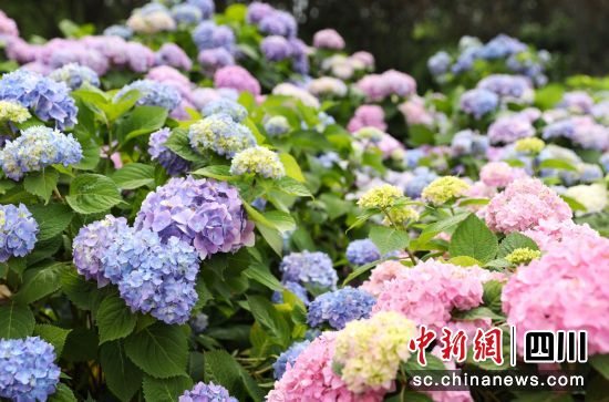 绣球花盛开。贡井融媒 供图 绣球花盛开。贡井融媒 供图