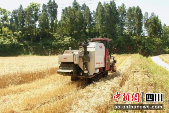 收割机在麦田收割小麦。闫凯摄 收割机在麦田收割小麦。闫凯摄