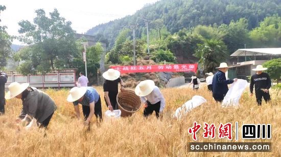 抢收现场。南部县委宣传部供图 抢收现场。南部县委宣传部供图