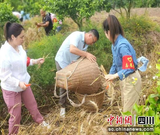 抢收现场。南部县委宣传部供图 抢收现场。南部县委宣传部供图