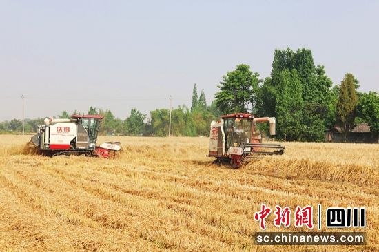 收割小麦。 绵竹市融媒体中心供图 收割小麦。 绵竹市融媒体中心供图