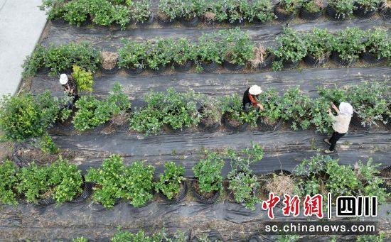 采摘蓝莓。石棉融媒 供图 采摘蓝莓。石棉融媒 供图