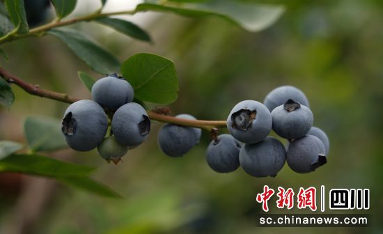 蓝莓成熟。石棉融媒 供图 蓝莓成熟。石棉融媒 供图