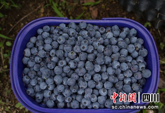 蓝莓成熟。石棉融媒 供图 蓝莓成熟。石棉融媒 供图