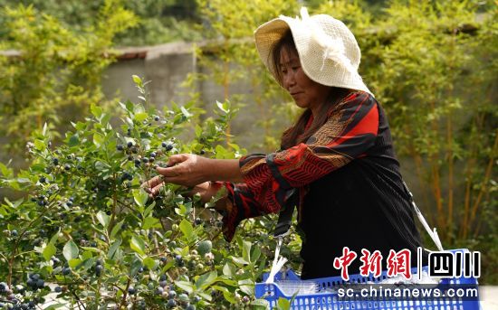 采摘蓝莓。石棉融媒 供图 采摘蓝莓。石棉融媒 供图