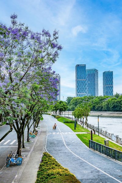 锦江区三色路—国华街段蓝花楹 锦江区三色路—国华街段蓝花楹
