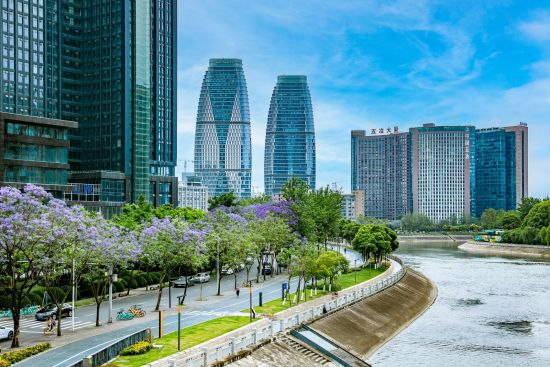锦江区三色路—国华街段蓝花楹 锦江区三色路—国华街段蓝花楹