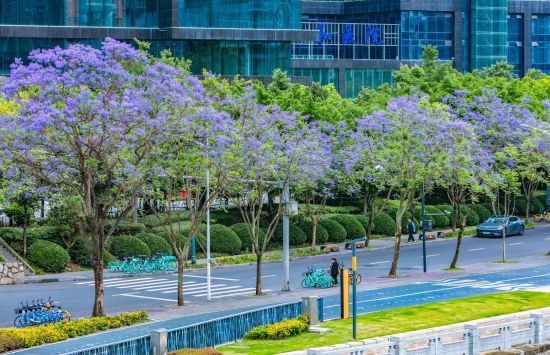 锦江区三色路—国华街段蓝花楹 锦江区三色路—国华街段蓝花楹