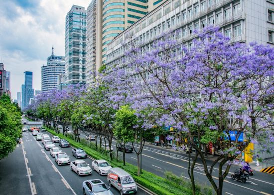 锦江区东大街蓝花楹 锦江区东大街蓝花楹