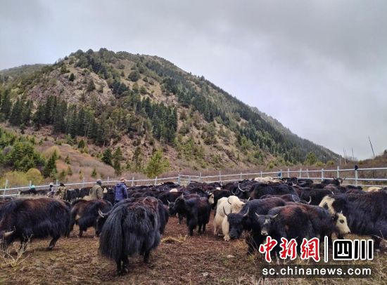 昂科牦牛种质扩繁场。壤塘县委宣传部供图 昂科牦牛种质扩繁场。壤塘县委宣传部供图