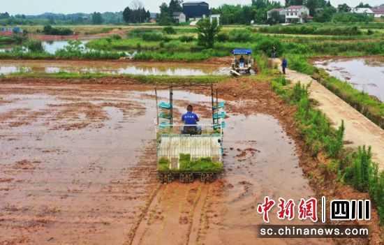 驰骋稻田。孙小红 摄 驰骋稻田。孙小红 摄