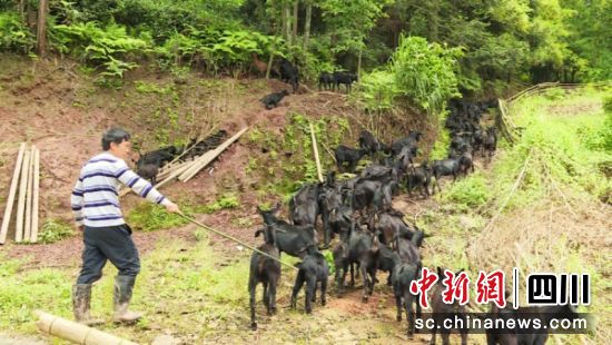 卢光宗将黑山羊赶上山坡。李媛媛 摄 卢光宗将黑山羊赶上山坡。李媛媛 摄
