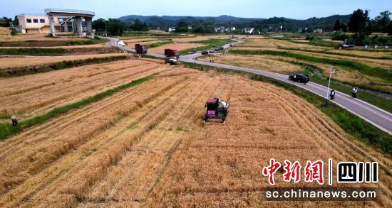营山县粮油现代农业园区正收割小麦。郭明 摄 营山县粮油现代农业园区正收割小麦。郭明 摄
