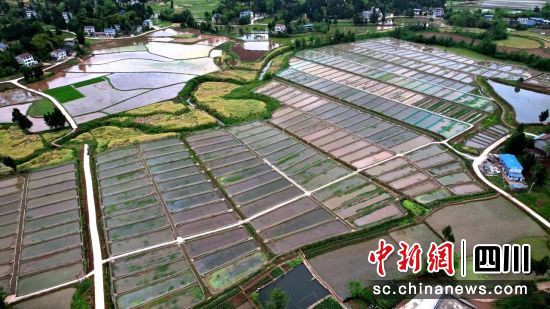 营山县星火镇自生村致林稻蛙种养基地。郭明 摄 营山县星火镇自生村致林稻蛙种养基地。郭明 摄