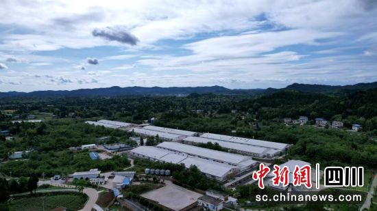 位于营山县回龙镇龙骨村的种猪场。郭明 摄 位于营山县回龙镇龙骨村的种猪场。郭明 摄
