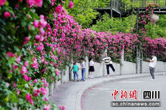市民在蔷薇花墙拍照打卡。平武县委宣传部供图 市民在蔷薇花墙拍照打卡。平武县委宣传部供图