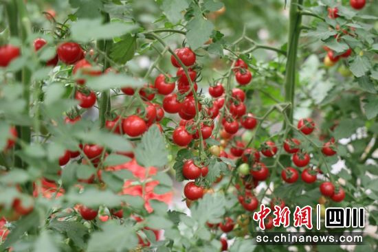 红熟小红番茄挂满枝头。刘怡 摄 红熟小红番茄挂满枝头。刘怡 摄