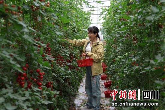 游客正在体验采摘乐趣。刘怡 摄 游客正在体验采摘乐趣。刘怡 摄