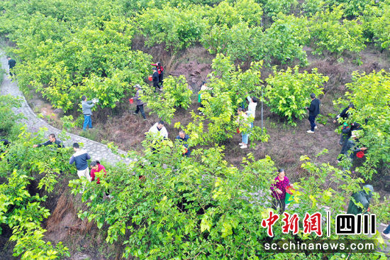 罗群村桑旅融合产业园。绵竹市融媒体中心供图 罗群村桑旅融合产业园。绵竹市融媒体中心供图