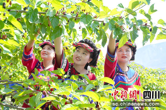 桑葚采摘。绵竹市融媒体中心供图 桑葚采摘。绵竹市融媒体中心供图
