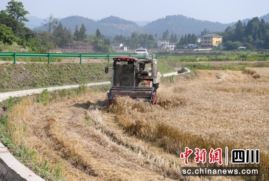 营山县粮油现代农业园区,机械正将小麦秸秆粉碎还田。彭传桁 摄 营山县粮油现代农业园区,机械正将小麦秸秆粉碎还田。彭传桁 摄