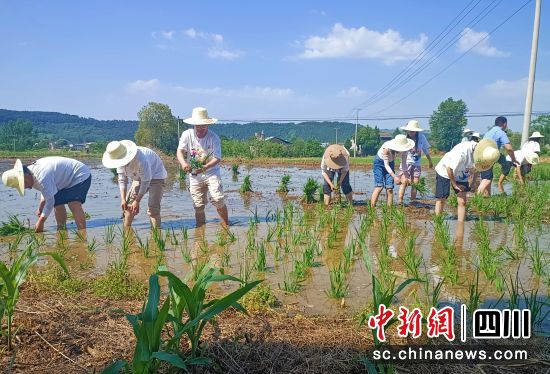 志愿者们正在田间插秧。梓潼县融媒体中心供图 志愿者们正在田间插秧。梓潼县融媒体中心供图