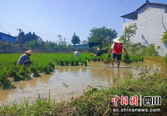 志愿者们正在田间插秧。梓潼县融媒体中心供图 志愿者们正在田间插秧。梓潼县融媒体中心供图