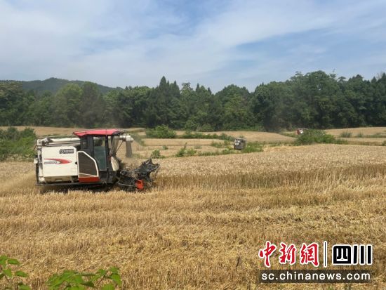 收割机正在抢收。李同周 摄 收割机正在抢收。李同周 摄