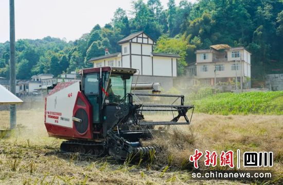 收割现场。杨超 供图 收割现场。杨超 供图