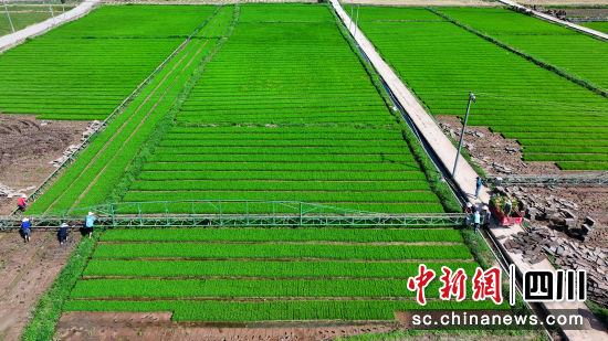 村民正通过秧盘运输器运输育好的秧苗。 中江县委宣传部供图 村民正通过秧盘运输器运输育好的秧苗。 中江县委宣传部供图