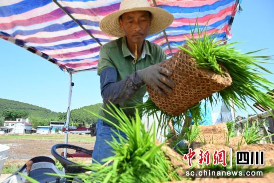村民正在往插秧机上放置秧苗。 中江县委宣传部供图 村民正在往插秧机上放置秧苗。 中江县委宣传部供图