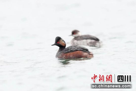 成对的黑颈鸊鷉在水中生活。 江油市融媒体中心供图 成对的黑颈鸊鷉在水中生活。 江油市融媒体中心供图