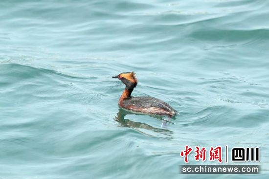 角鸊鷉在涪江河中。 江油市融媒体中心供图 角鸊鷉在涪江河中。 江油市融媒体中心供图