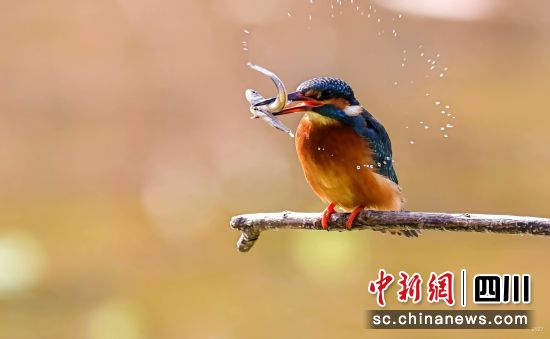 在江油栖居的空中小“精灵”。 江油市融媒体中心供图 在江油栖居的空中小“精灵”。 江油市融媒体中心供图