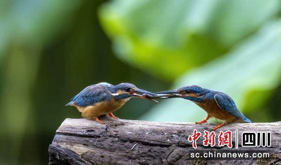 在江油栖居的空中小“精灵”。 江油市融媒体中心供图 在江油栖居的空中小“精灵”。 江油市融媒体中心供图