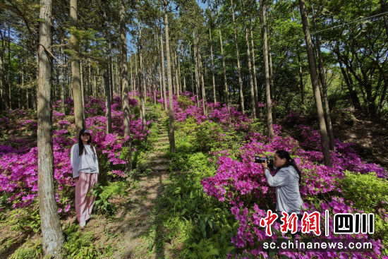 天曌山杜鹃花盛开,成为摄影师创作佳地。苗志勇 摄 天曌山杜鹃花盛开,成为摄影师创作佳地。苗志勇 摄