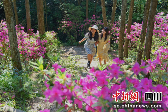 两名游客开心地走进天曌山杜鹃花海中。李霞 摄 两名游客开心地走进天曌山杜鹃花海中。李霞 摄